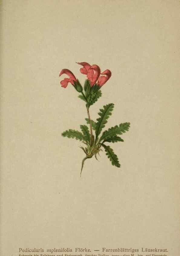 Reproducción/Reproduction 10192779883: Atlas der Alpenflora /. Wien :Eigenthum und Verlag des Deutschen und Oesterr. Alpenvereins,1882.