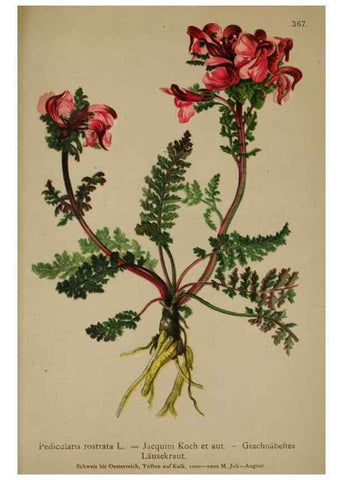 Reproducción/Reproduction 10192730866: Atlas der Alpenflora /. Wien :Eigenthum und Verlag des Deutschen und Oesterr. Alpenvereins,1882.