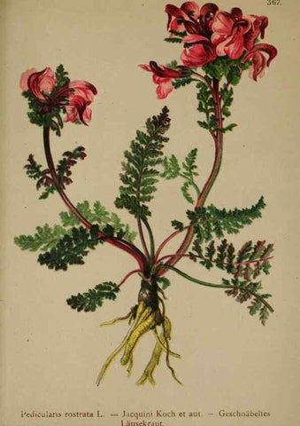 Reproducción/Reproduction 10192730866: Atlas der Alpenflora /. Wien :Eigenthum und Verlag des Deutschen und Oesterr. Alpenvereins,1882.