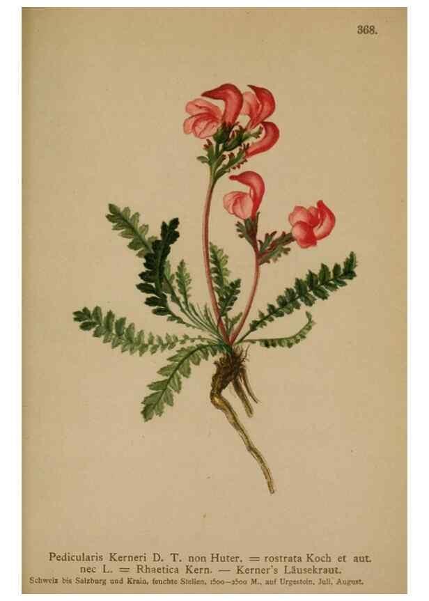Reproducción/Reproduction 10192704335: Atlas der Alpenflora /. Wien :Eigenthum und Verlag des Deutschen und Oesterr. Alpenvereins,1882.