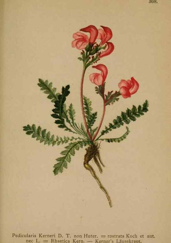 Reproducción/Reproduction 10192704335: Atlas der Alpenflora /. Wien :Eigenthum und Verlag des Deutschen und Oesterr. Alpenvereins,1882.
