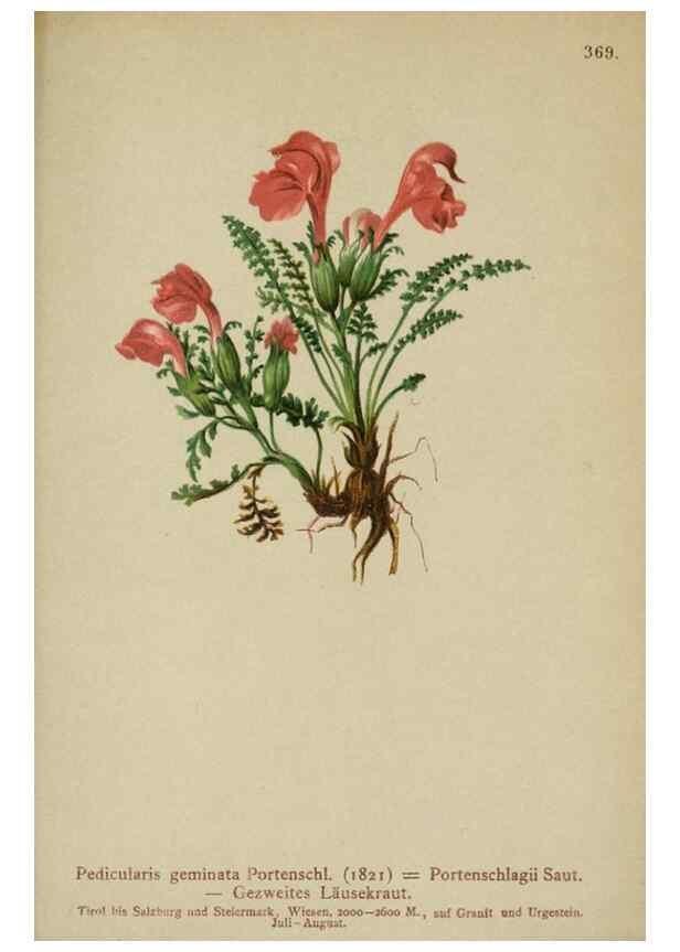 Reproducción/Reproduction 10192603014: Atlas der Alpenflora /. Wien :Eigenthum und Verlag des Deutschen und Oesterr. Alpenvereins,1882.