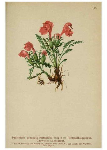 Reproducción/Reproduction 10192603014: Atlas der Alpenflora /. Wien :Eigenthum und Verlag des Deutschen und Oesterr. Alpenvereins,1882.