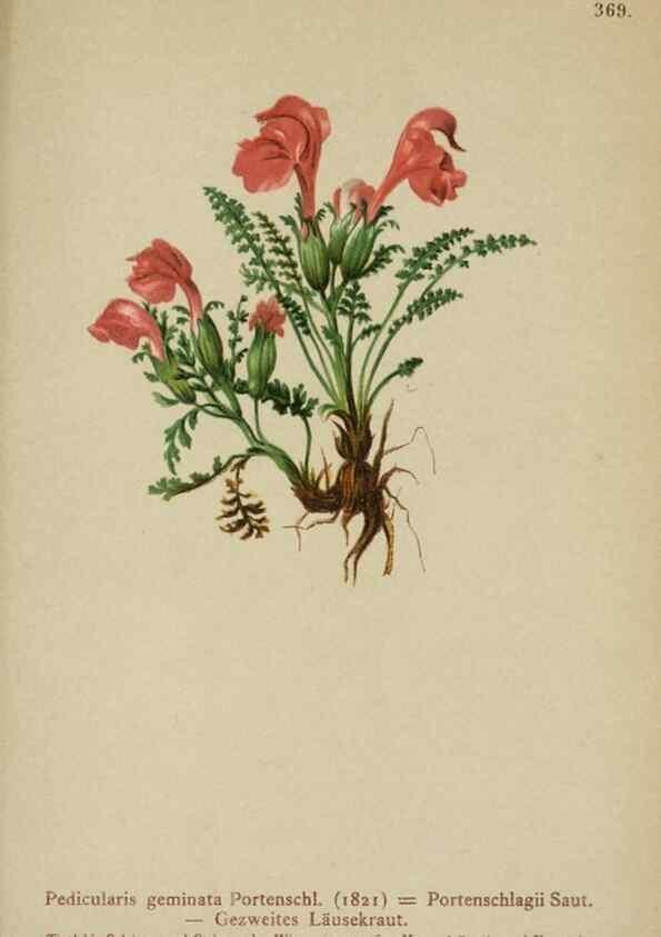 Reproducción/Reproduction 10192603014: Atlas der Alpenflora /. Wien :Eigenthum und Verlag des Deutschen und Oesterr. Alpenvereins,1882.