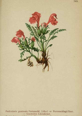 Reproducción/Reproduction 10192603014: Atlas der Alpenflora /. Wien :Eigenthum und Verlag des Deutschen und Oesterr. Alpenvereins,1882.