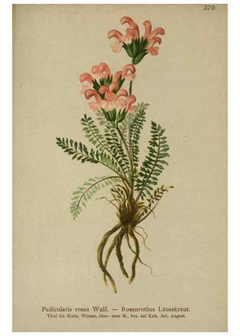 Reproducción/Reproduction 10192794733: Atlas der Alpenflora /. Wien :Eigenthum und Verlag des Deutschen und Oesterr. Alpenvereins,1882.