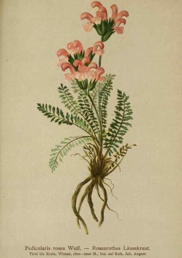 Reproducción/Reproduction 10192794733: Atlas der Alpenflora /. Wien :Eigenthum und Verlag des Deutschen und Oesterr. Alpenvereins,1882.