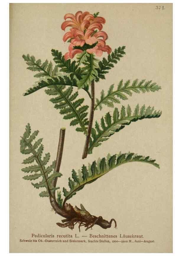 Reproducción/Reproduction 10192610844: Atlas der Alpenflora /. Wien :Eigenthum und Verlag des Deutschen und Oesterr. Alpenvereins,1882.