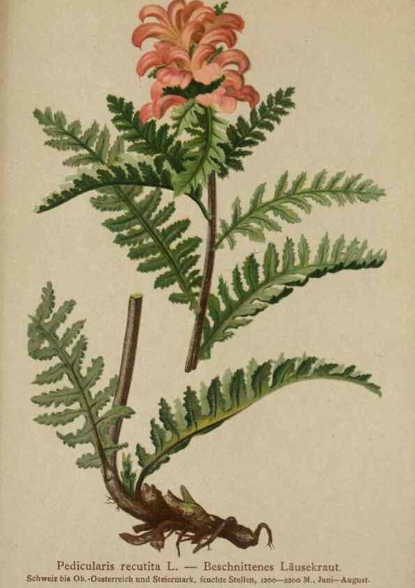 Reproducción/Reproduction 10192610844: Atlas der Alpenflora /. Wien :Eigenthum und Verlag des Deutschen und Oesterr. Alpenvereins,1882.
