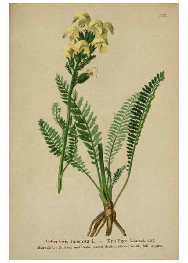 Reproducción/Reproduction 10192719485: Atlas der Alpenflora /. Wien :Eigenthum und Verlag des Deutschen und Oesterr. Alpenvereins,1882.