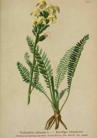 Reproducción/Reproduction 10192719485: Atlas der Alpenflora /. Wien :Eigenthum und Verlag des Deutschen und Oesterr. Alpenvereins,1882.