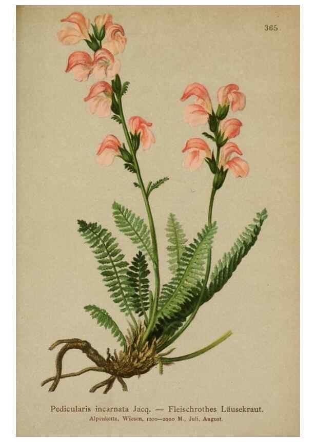 Reproducción/Reproduction 10192775863: Atlas der Alpenflora /. Wien :Eigenthum und Verlag des Deutschen und Oesterr. Alpenvereins,1882.