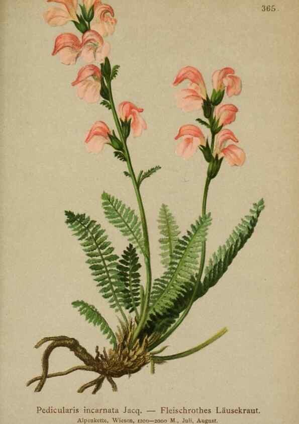 Reproducción/Reproduction 10192775863: Atlas der Alpenflora /. Wien :Eigenthum und Verlag des Deutschen und Oesterr. Alpenvereins,1882.