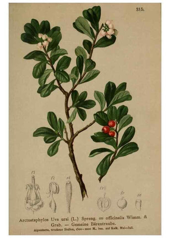 Reproducción/Reproduction 10192521953: Atlas der Alpenflora /. Wien :Eigenthum und Verlag des Deutschen und Oesterr. Alpenvereins,1882.