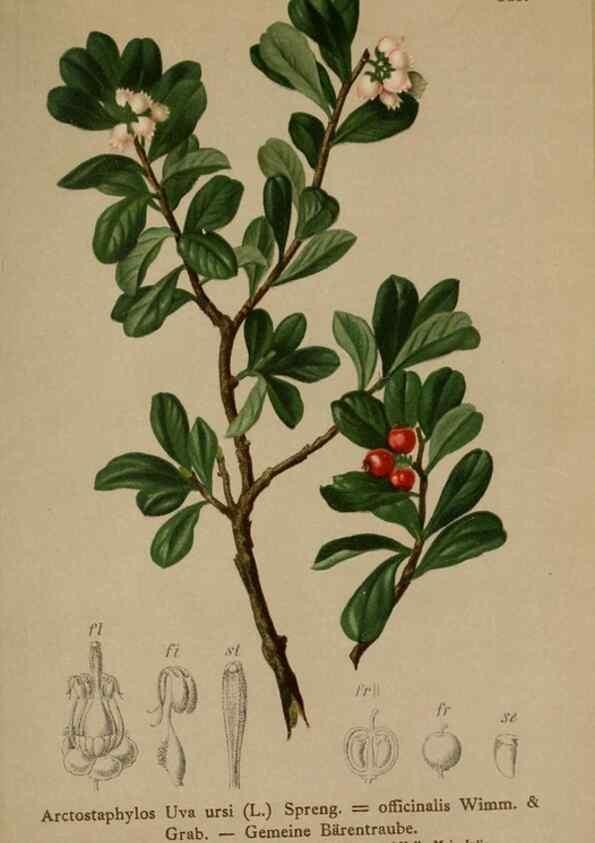 Reproducción/Reproduction 10192521953: Atlas der Alpenflora /. Wien :Eigenthum und Verlag des Deutschen und Oesterr. Alpenvereins,1882.