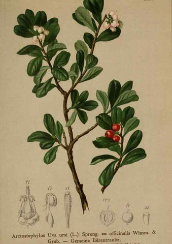 Reproducción/Reproduction 10192521953: Atlas der Alpenflora /. Wien :Eigenthum und Verlag des Deutschen und Oesterr. Alpenvereins,1882.