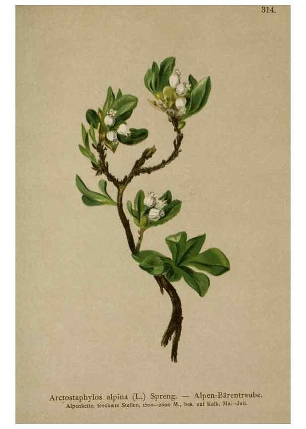 Reproducción/Reproduction 10192330264: Atlas der Alpenflora /. Wien :Eigenthum und Verlag des Deutschen und Oesterr. Alpenvereins,1882.