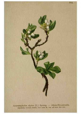 Reproducción/Reproduction 10192330264: Atlas der Alpenflora /. Wien :Eigenthum und Verlag des Deutschen und Oesterr. Alpenvereins,1882.
