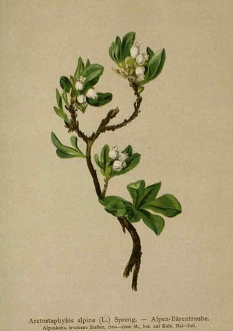 Reproducción/Reproduction 10192330264: Atlas der Alpenflora /. Wien :Eigenthum und Verlag des Deutschen und Oesterr. Alpenvereins,1882.