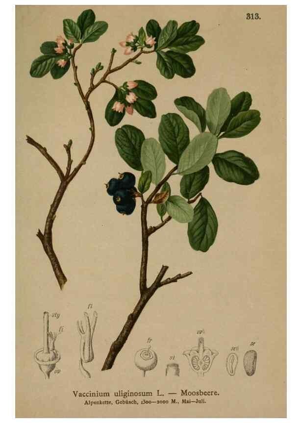 Reproducción/Reproduction 10192429345: Atlas der Alpenflora /. Wien :Eigenthum und Verlag des Deutschen und Oesterr. Alpenvereins,1882.