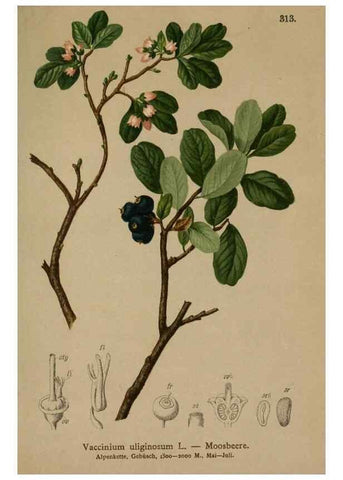 Reproducción/Reproduction 10192429345: Atlas der Alpenflora /. Wien :Eigenthum und Verlag des Deutschen und Oesterr. Alpenvereins,1882.