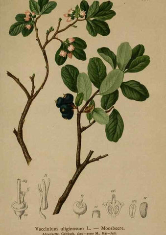 Reproducción/Reproduction 10192429345: Atlas der Alpenflora /. Wien :Eigenthum und Verlag des Deutschen und Oesterr. Alpenvereins,1882.