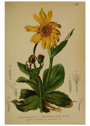 Reproducción/Reproduction 10190693633: Atlas der Alpenflora /. Wien :Eigenthum und Verlag des Deutschen und Oesterr. Alpenvereins,1882.