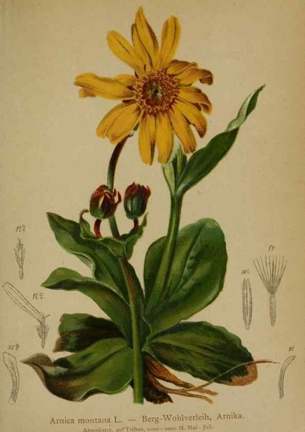 Reproducción/Reproduction 10190693633: Atlas der Alpenflora /. Wien :Eigenthum und Verlag des Deutschen und Oesterr. Alpenvereins,1882.