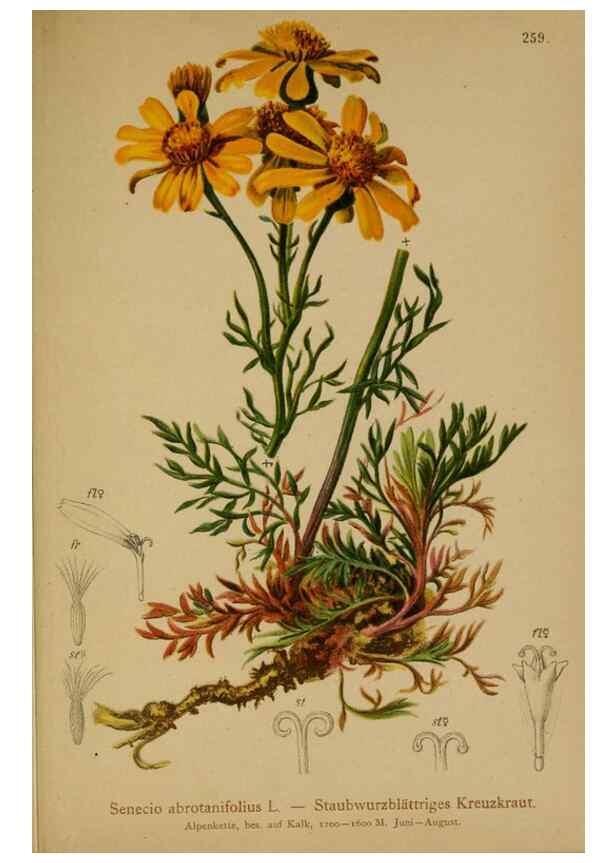 Reproducción/Reproduction 10190607945: Atlas der Alpenflora /. Wien :Eigenthum und Verlag des Deutschen und Oesterr. Alpenvereins,1882.