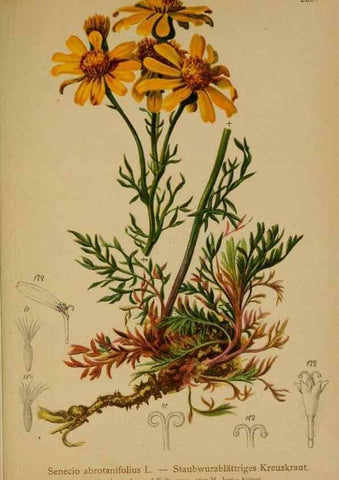 Reproducción/Reproduction 10190607945: Atlas der Alpenflora /. Wien :Eigenthum und Verlag des Deutschen und Oesterr. Alpenvereins,1882.