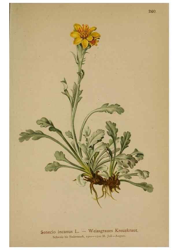 Reproducción/Reproduction 10190612935: Atlas der Alpenflora /. Wien :Eigenthum und Verlag des Deutschen und Oesterr. Alpenvereins,1882.