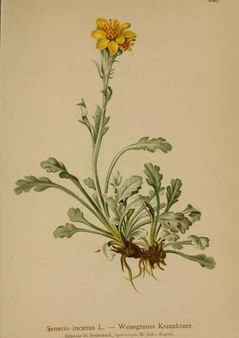 Reproducción/Reproduction 10190612935: Atlas der Alpenflora /. Wien :Eigenthum und Verlag des Deutschen und Oesterr. Alpenvereins,1882.