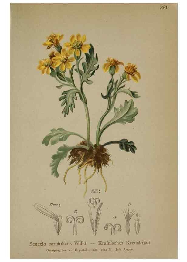 Reproducción/Reproduction 10190512344: Atlas der Alpenflora /. Wien :Eigenthum und Verlag des Deutschen und Oesterr. Alpenvereins,1882.