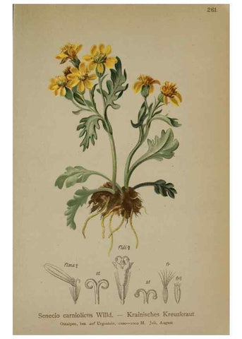 Reproducción/Reproduction 10190512344: Atlas der Alpenflora /. Wien :Eigenthum und Verlag des Deutschen und Oesterr. Alpenvereins,1882.