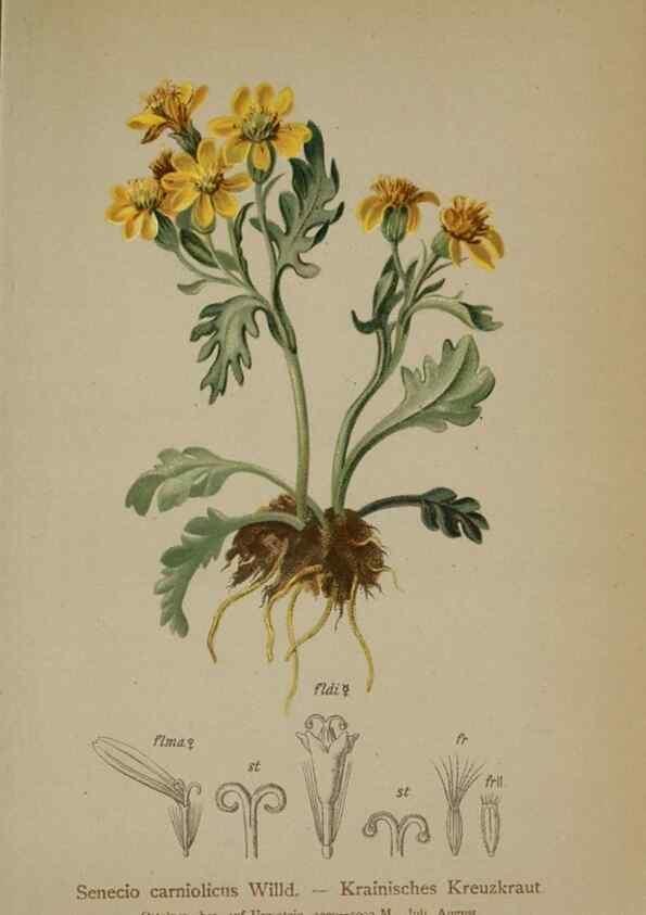 Reproducción/Reproduction 10190512344: Atlas der Alpenflora /. Wien :Eigenthum und Verlag des Deutschen und Oesterr. Alpenvereins,1882.