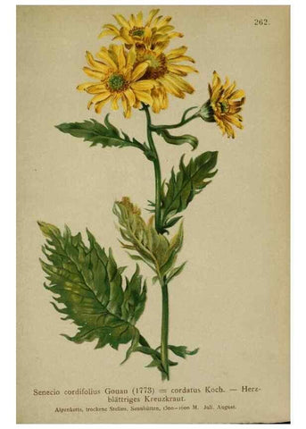 Reproducción/Reproduction 10190516574: Atlas der Alpenflora /. Wien :Eigenthum und Verlag des Deutschen und Oesterr. Alpenvereins,1882.
