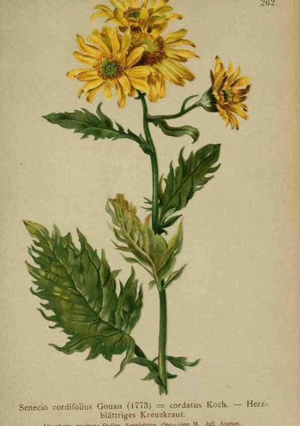 Reproducción/Reproduction 10190516574: Atlas der Alpenflora /. Wien :Eigenthum und Verlag des Deutschen und Oesterr. Alpenvereins,1882.