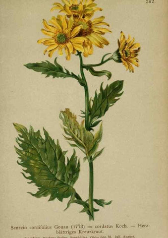 Reproducción/Reproduction 10190516574: Atlas der Alpenflora /. Wien :Eigenthum und Verlag des Deutschen und Oesterr. Alpenvereins,1882.