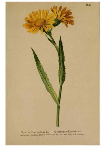 Reproducción/Reproduction 10192159433: Atlas der Alpenflora /. Wien :Eigenthum und Verlag des Deutschen und Oesterr. Alpenvereins,1882.