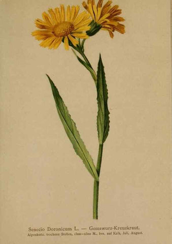 Reproducción/Reproduction 10192159433: Atlas der Alpenflora /. Wien :Eigenthum und Verlag des Deutschen und Oesterr. Alpenvereins,1882.