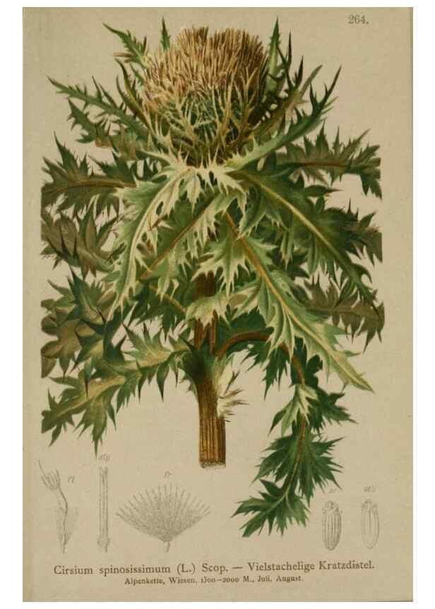 Reproducción/Reproduction 10192114366: Atlas der Alpenflora /. Wien :Eigenthum und Verlag des Deutschen und Oesterr. Alpenvereins,1882.