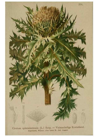 Reproducción/Reproduction 10192114366: Atlas der Alpenflora /. Wien :Eigenthum und Verlag des Deutschen und Oesterr. Alpenvereins,1882.