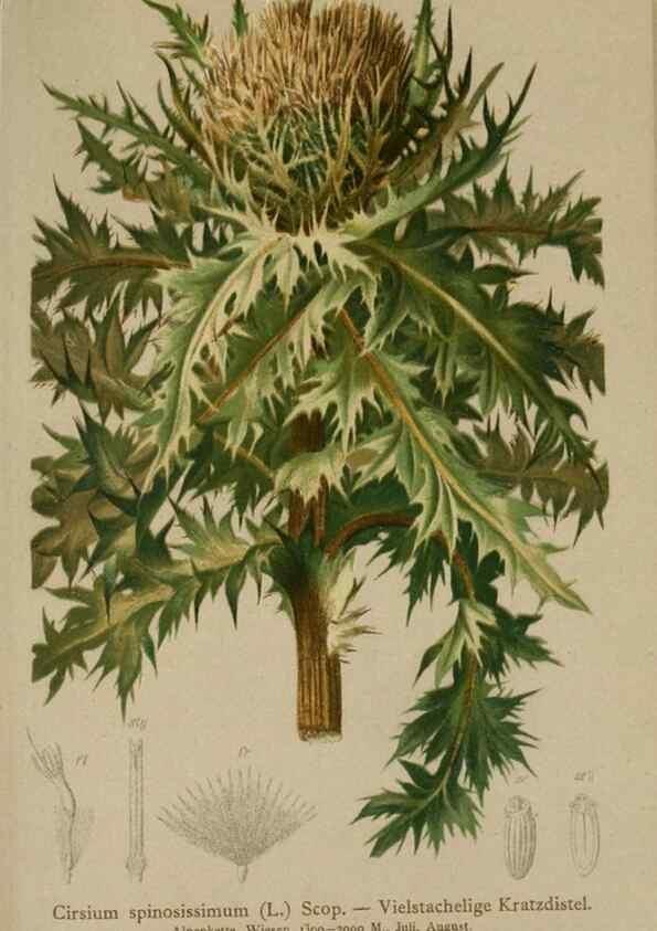 Reproducción/Reproduction 10192114366: Atlas der Alpenflora /. Wien :Eigenthum und Verlag des Deutschen und Oesterr. Alpenvereins,1882.