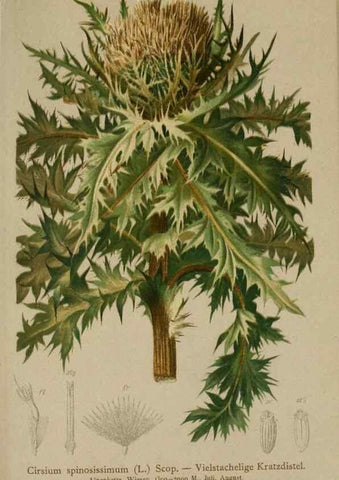 Reproducción/Reproduction 10192114366: Atlas der Alpenflora /. Wien :Eigenthum und Verlag des Deutschen und Oesterr. Alpenvereins,1882.