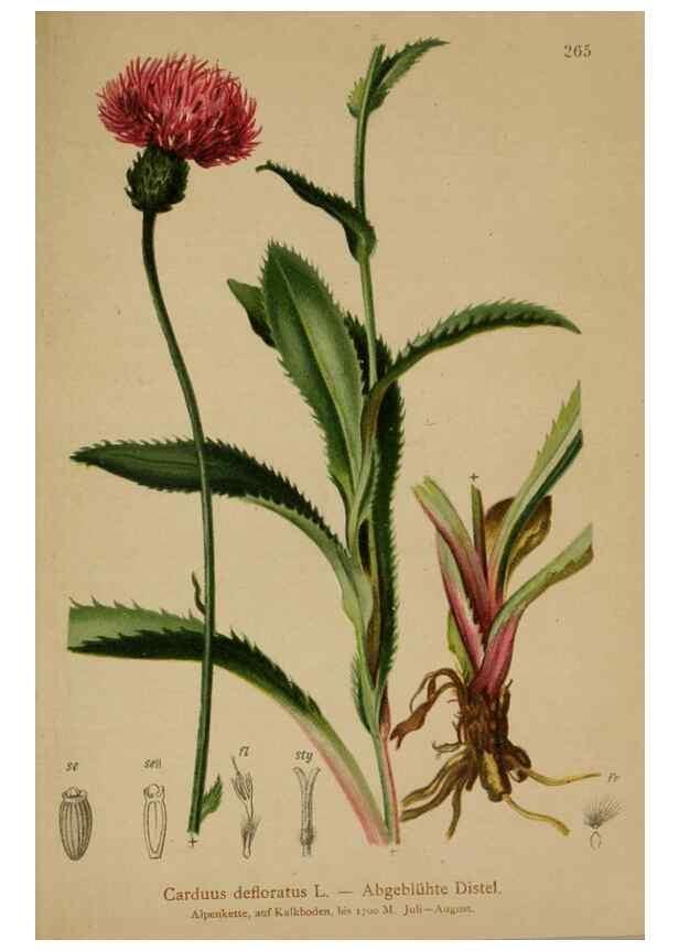 Reproducción/Reproduction 10192083695: Atlas der Alpenflora /. Wien :Eigenthum und Verlag des Deutschen und Oesterr. Alpenvereins,1882.