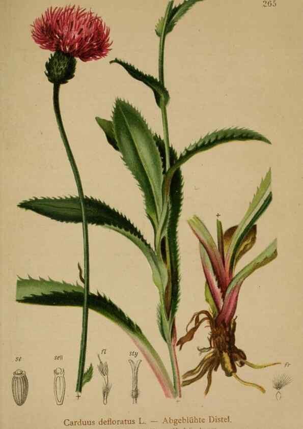 Reproducción/Reproduction 10192083695: Atlas der Alpenflora /. Wien :Eigenthum und Verlag des Deutschen und Oesterr. Alpenvereins,1882.