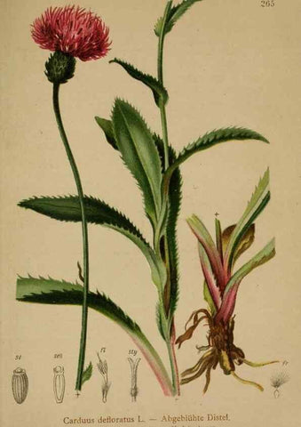 Reproducción/Reproduction 10192083695: Atlas der Alpenflora /. Wien :Eigenthum und Verlag des Deutschen und Oesterr. Alpenvereins,1882.