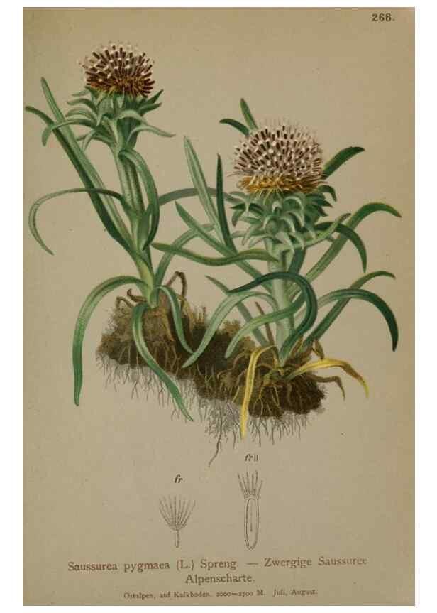 Reproducción/Reproduction 10192122376: Atlas der Alpenflora /. Wien :Eigenthum und Verlag des Deutschen und Oesterr. Alpenvereins,1882.