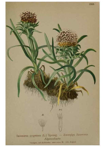 Reproducción/Reproduction 10192122376: Atlas der Alpenflora /. Wien :Eigenthum und Verlag des Deutschen und Oesterr. Alpenvereins,1882.