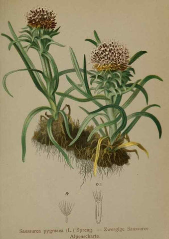 Reproducción/Reproduction 10192122376: Atlas der Alpenflora /. Wien :Eigenthum und Verlag des Deutschen und Oesterr. Alpenvereins,1882.